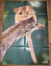 Medizini Poster, Haselmaus, 4/ 2021