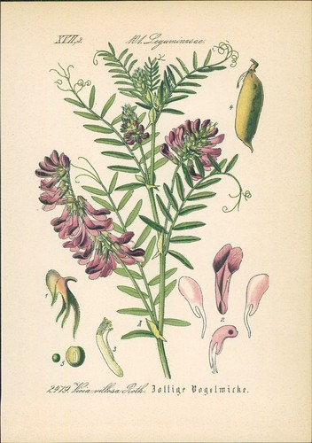 Chromolithographie zottige - chromolithographie,
