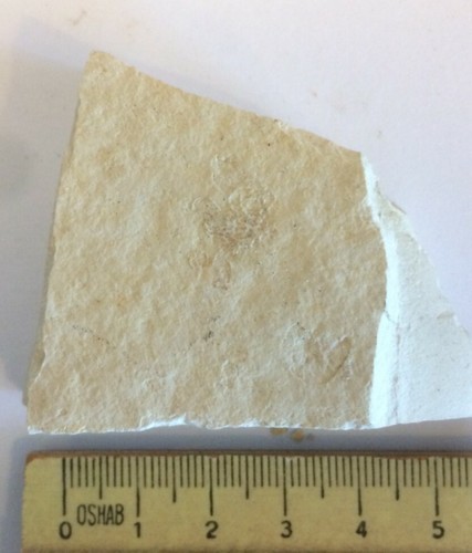 Saccocoma pectinata fossil - pectinata,