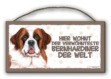 DER VERWÖHNTESTE BERNHARDINER