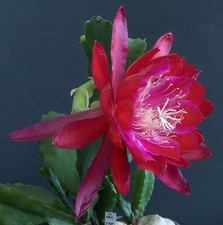 Epiphyllum, Epikaktus