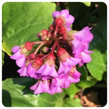 Sibirischer Tee Bergenia crassifolia Mongolische Bergenie Altai-Tee Heilpflanze
