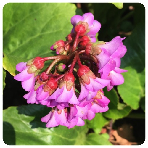 Sibirischer tee bergenia - tee,