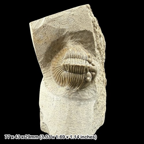 Seltener scutellum trilobit - seltener,