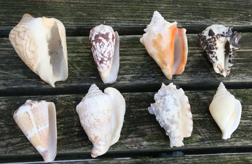 Tropische meeres schnecken - tropische, meeres-schnecken