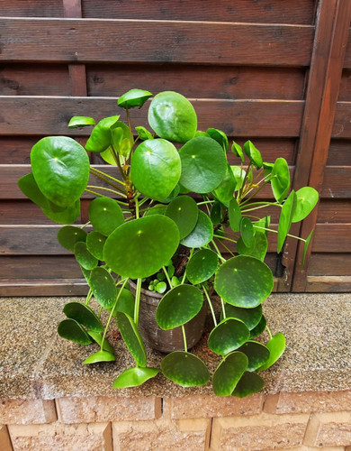 Schön gewachsene pilea - gewachsene,