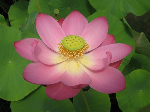 Indische lotusblume rosa 3 - lotusblume,