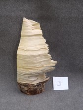 Astholz Treibholz Schwemmholz