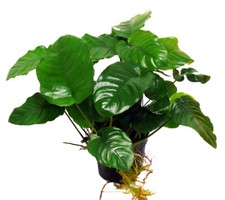 Mutterpflanze Barter'S Speerblatt (Anubias Barteri), Wasserpflanzen Aquarium