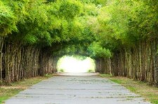 Wandbild: Gehweg auf beiden