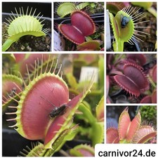 30x Samen Mix Venusfliegenfalle, Dionaea muscipula, Fleischfressende Pflanzen