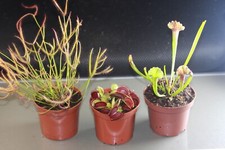 Fleischfressende Pflanzen