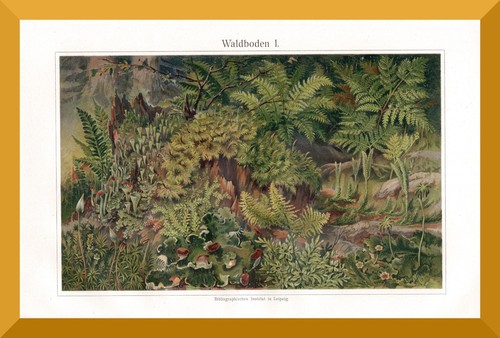Waldboden 120 jahre alter - waldboden,