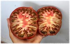 120 + Tomatensame-MIX / ALTE SPANIEN / -  (12 Sorten)  BESTE PREIS! SIEHE INFO !