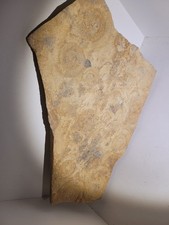 fossilien  Platte  34 cm