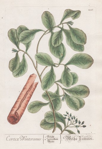 Cortex winteranus rinde - cortex,