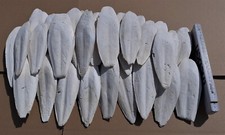 Sepiaschalen 15 - 20 cm /