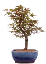 Bonsai - Acer palmatum