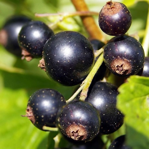 Blackcurrant titania - titania, 2l