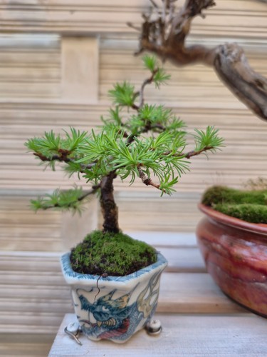 Bonsai mame mini lärche - bonsai, in