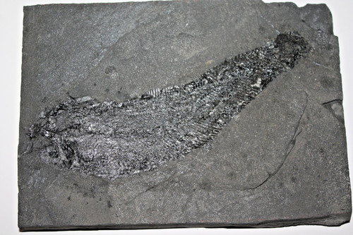 Palaeoniscum freieslebeni
