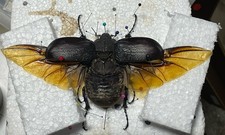 Entomologie*Coleoptera*Megasom