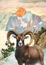 Mufflon in Gebirgslandschaft Muffelwild Widder gerundeten Horn Wilderer A3 772