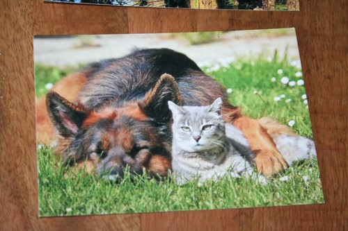 Hunde postkarte von poster - hunde, xxl