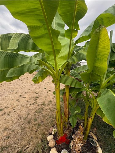 Bananepflanzen höhe ca - 2,