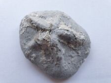 Clypeaster scillae - Seeigel - Miozän - Retznei (Österreich) - alte Sammlung 