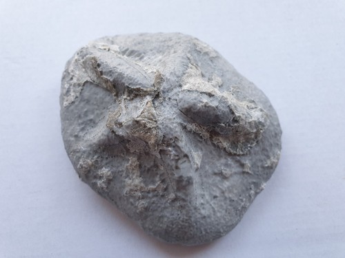 Clypeaster scillae seeigel - clypeaster,