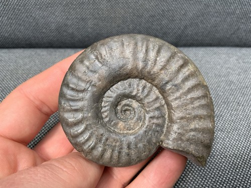 Präparierter hildoceras sp - 3d,