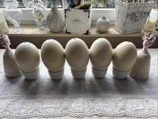 Nandu - Eier - kleines