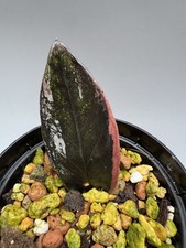 Zamioculcas zamiifolia black `Raven variegata  !SELTEN!