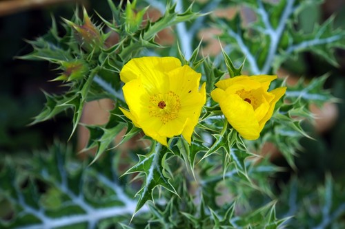 Samen der stachelmohn - samen,