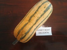 Honey Boat Delicata Kürbis -