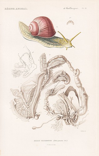 Helix pomatia schnecken snails - helix,