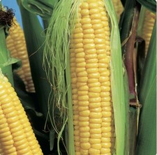 Samen Zuckermais Mais Extra