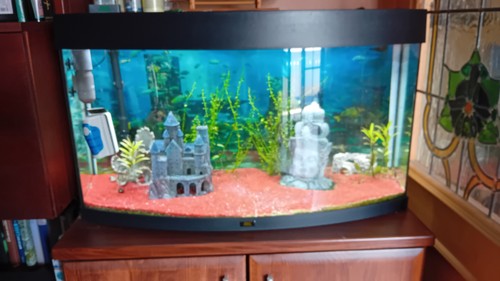 Aquarium juwel 180ltr mit - aquarium,