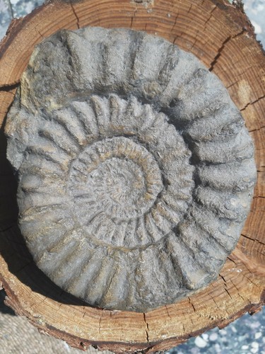 Ammonit fossilie - ammonit,,