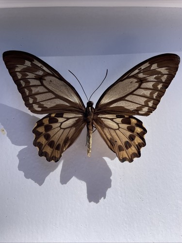 Entomologie*Ornithoptera