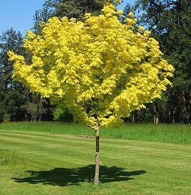Feldahorn princeton gold - feldahorn,