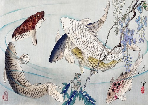 Japanischer koi fisch - japanischer, poster