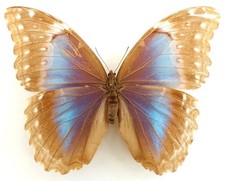 MORPHO MENELAUS SSP. FEMALE FROM CARU, MARANHAO, BRAZIL
