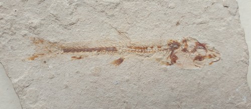 Eurypholis boisseri seltener - boisseri,