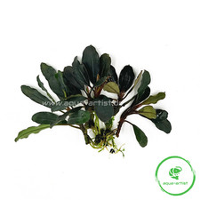 4x Bucephalandra catherina