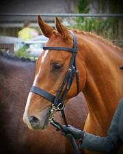 FSS Hunter Show Hunt Trense