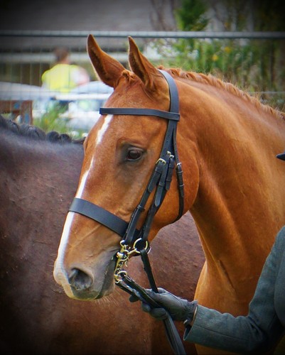 Fss hunter show - hunter, trense