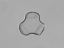 Kieselalgen-Objektträger (x2), JA Long, Triceratium fractum und Ongaroto-Streu