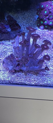 Meerwasser dekoration aquarium - meerwasser,